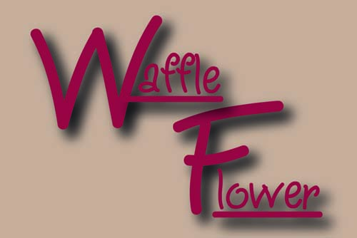 Waffle Flower